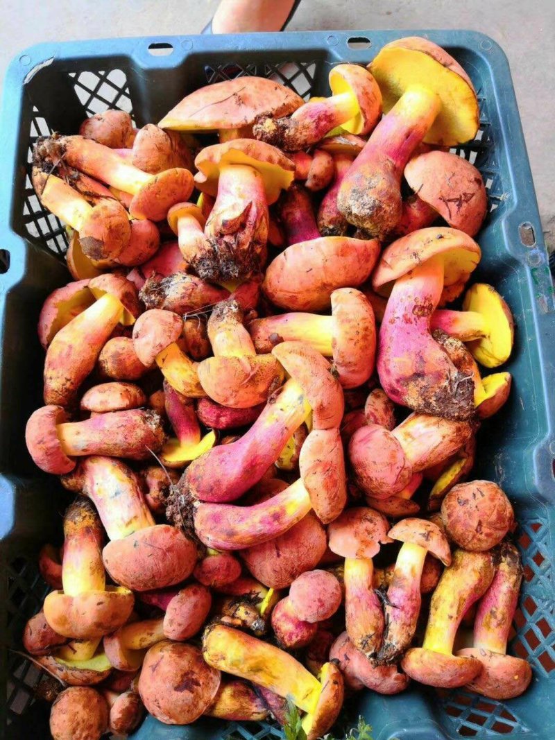 野生红葱牛肝菌