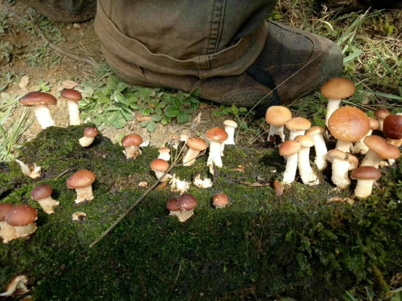 野生红葱牛肝菌