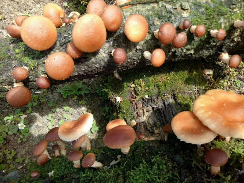 野生红葱牛肝菌