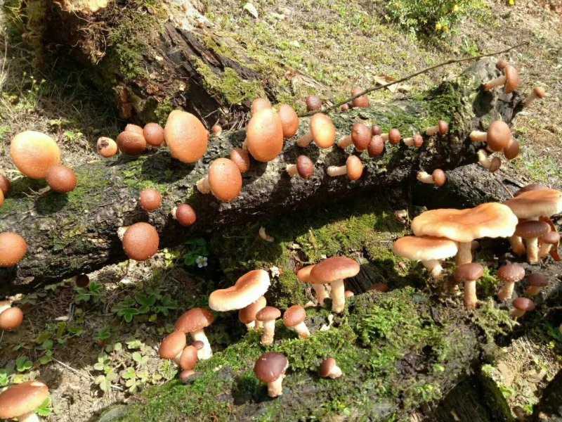 野生红葱牛肝菌