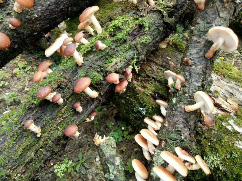 野生红葱牛肝菌