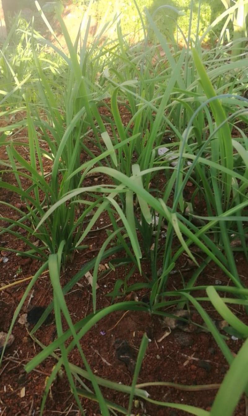 野菊.薄荷.韭菜.灰灰菜