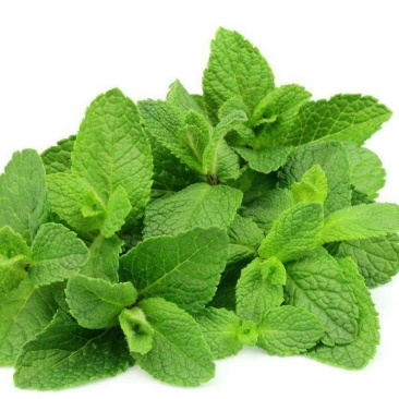 薄荷种子四季种易活驱蚊花种籽室内食用盆栽花卉绿化植物