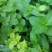 薄荷种子四季种易活驱蚊花种籽室内食用盆栽花卉绿化植物
