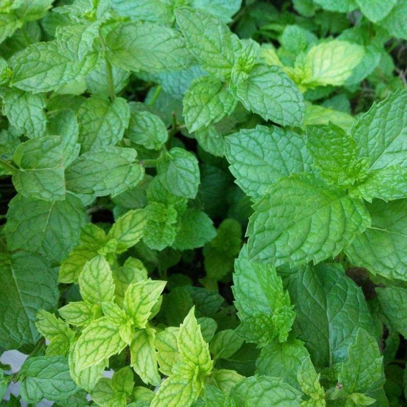 薄荷种子四季种易活驱蚊花种籽室内食用盆栽花卉绿化植物