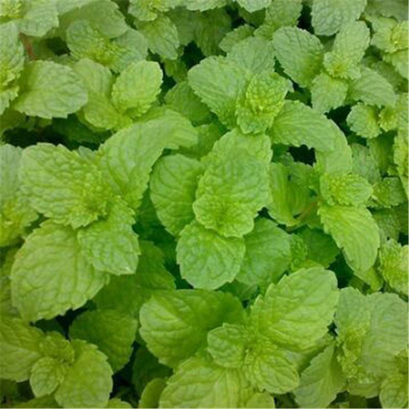 薄荷种子四季种易活驱蚊花种籽室内食用盆栽花卉绿化植物