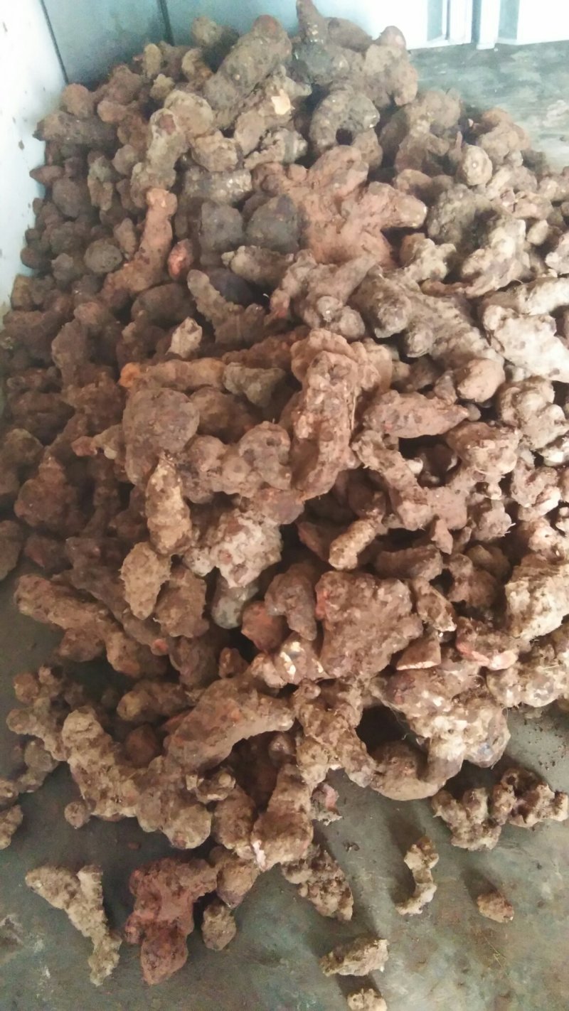 野生土茯苓，长期供应，欢迎老板们一起合作。互利共赢。
