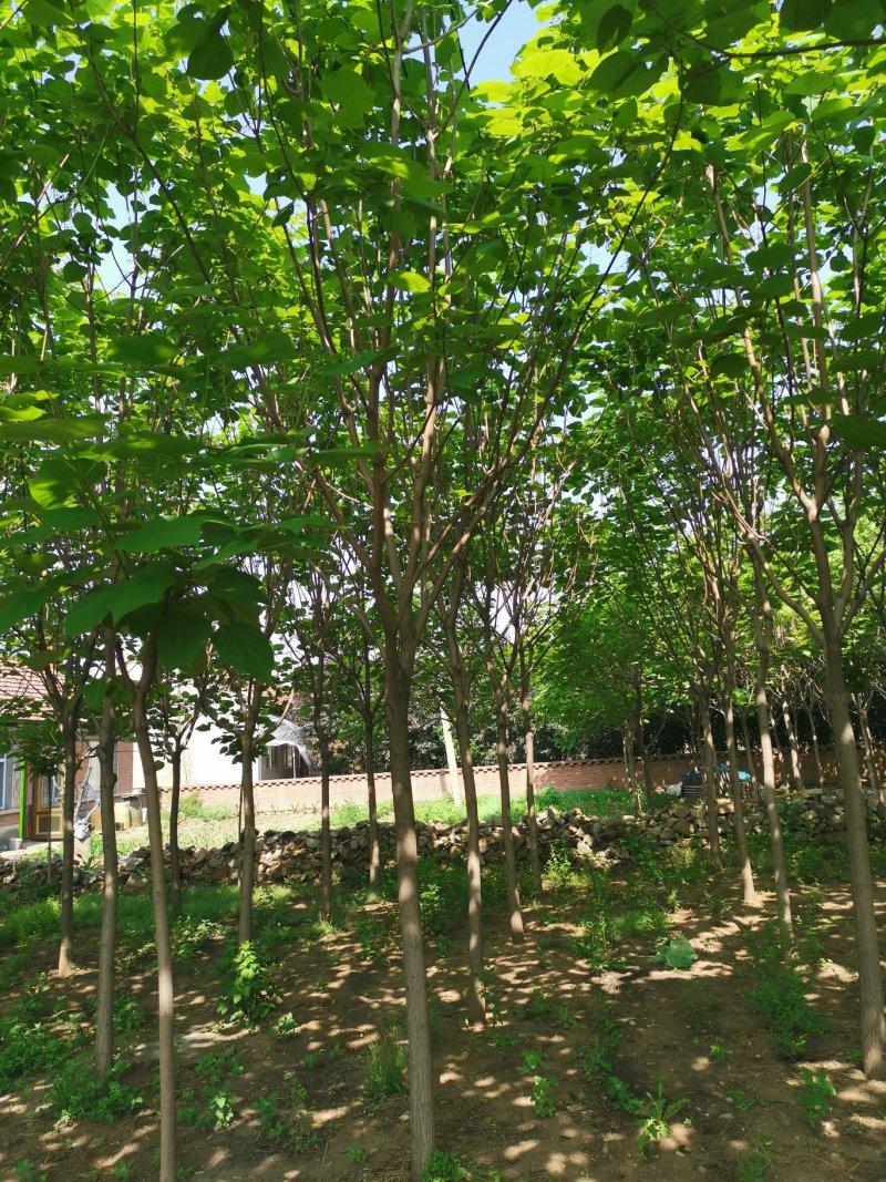 梧桐