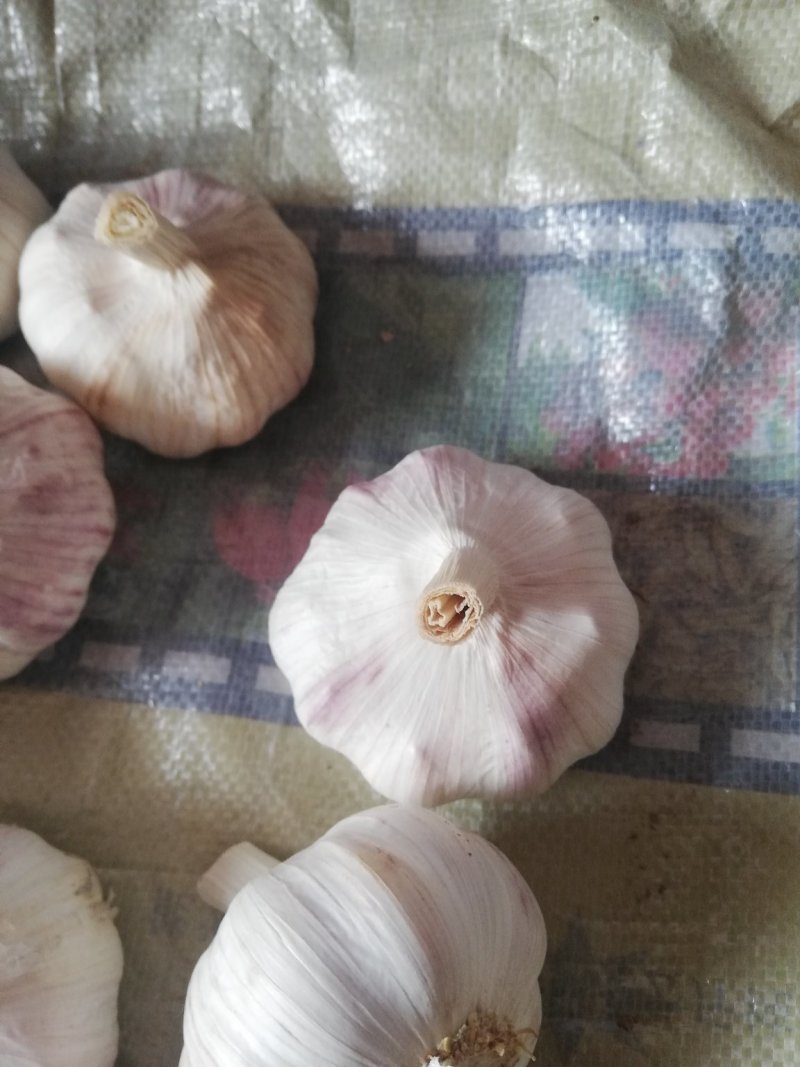 大蒜