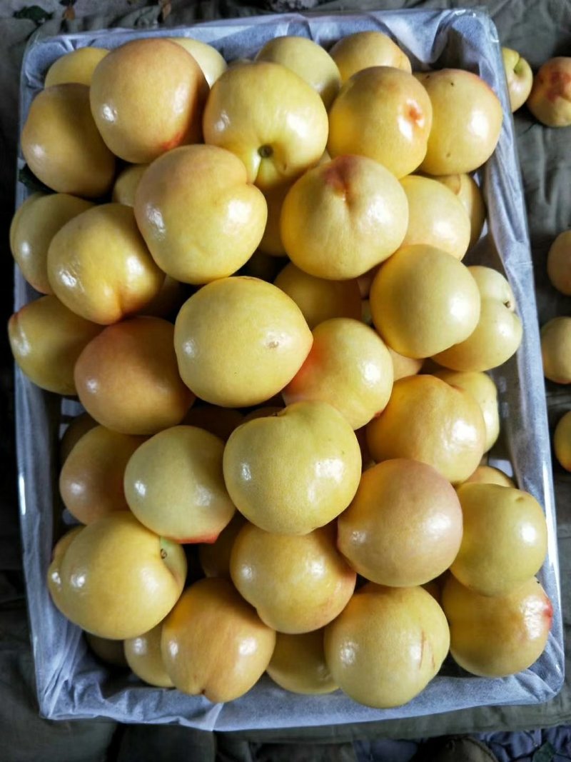 早熟黄油桃和和红油桃