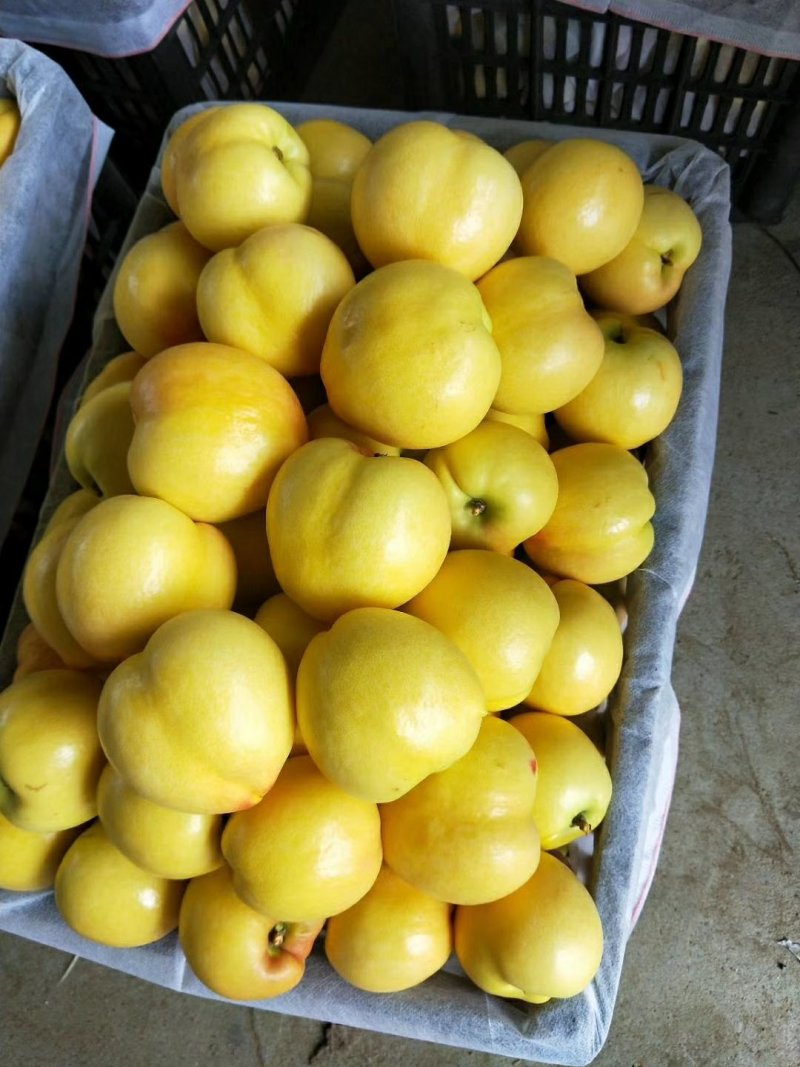 早熟黄油桃和和红油桃