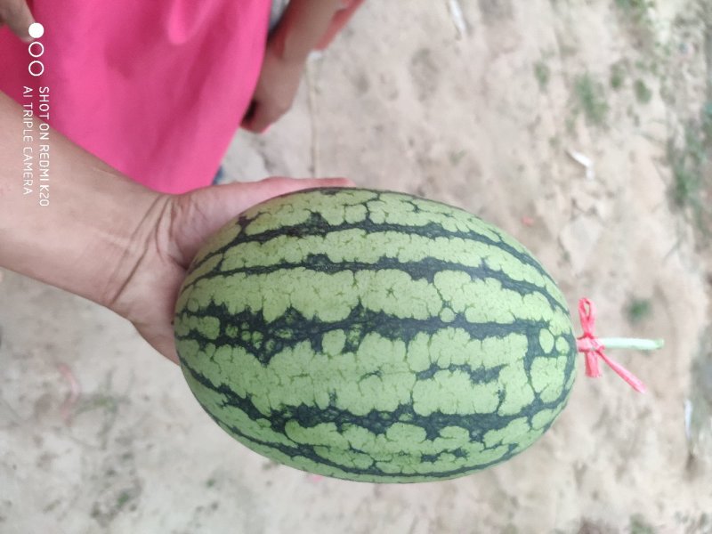 小吊瓜2KL600产地一手货源，价格便宜，诚信经营