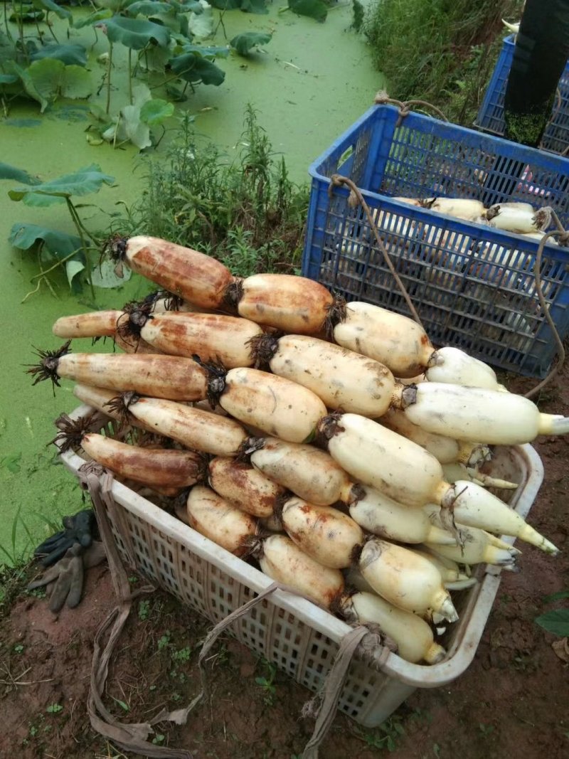早熟莲藕赛珍珠