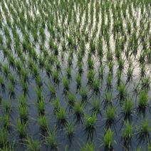 2023新稻谷稻花稻花香水稻，河水灌溉，口感微甜米香自然