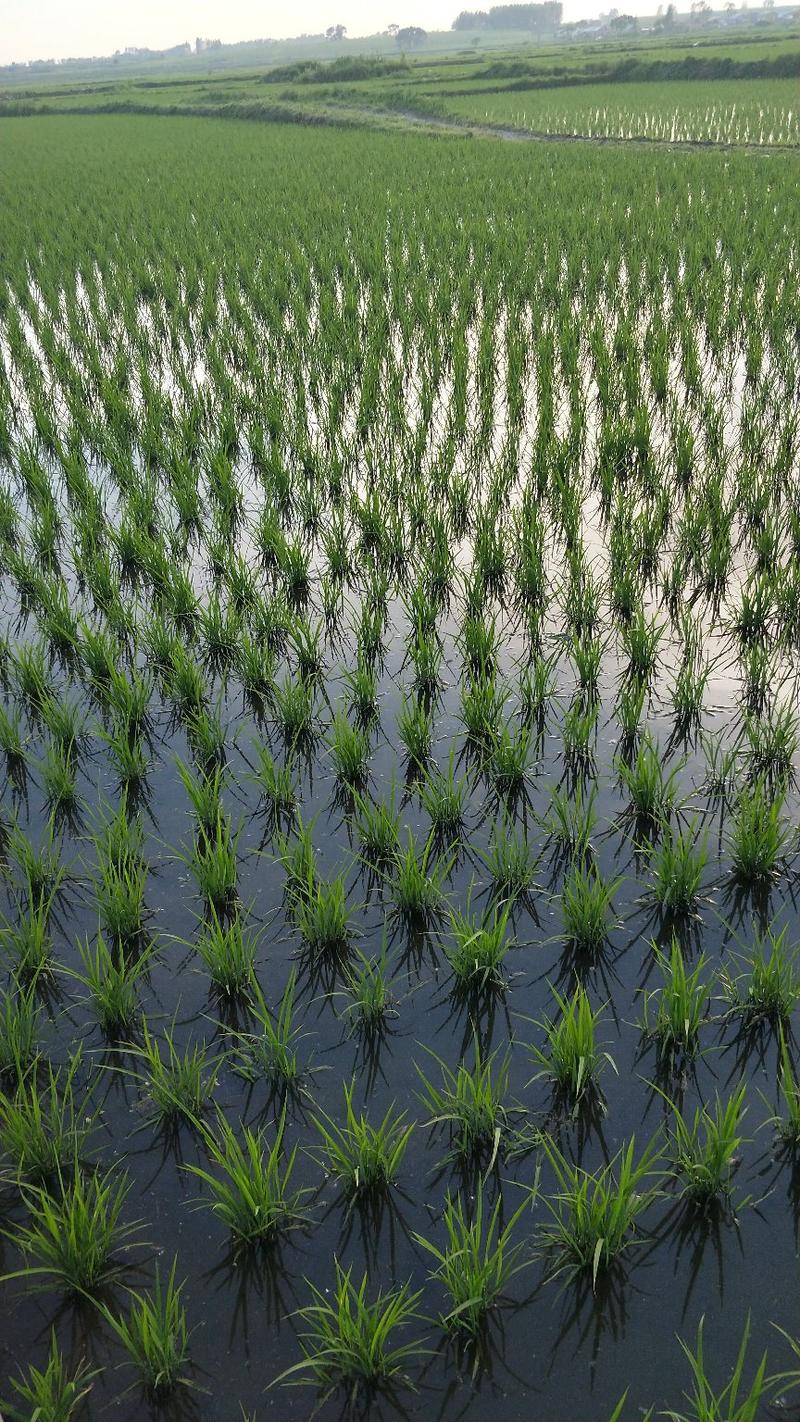 2023新稻谷稻花稻花香水稻，河水灌溉，口感微甜米香自然