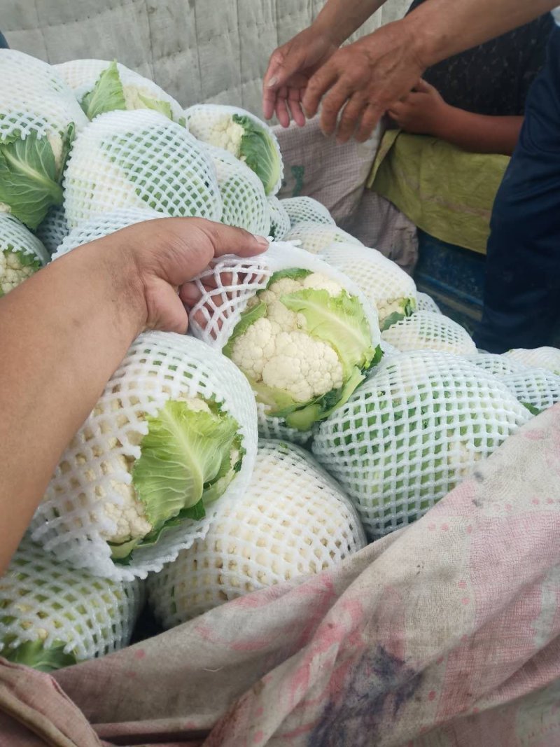 甘肃精品花菜大量上市产地直销，价格便宜欢迎前来选购