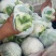 甘肃精品花菜大量上市产地直销，价格便宜欢迎前来选购