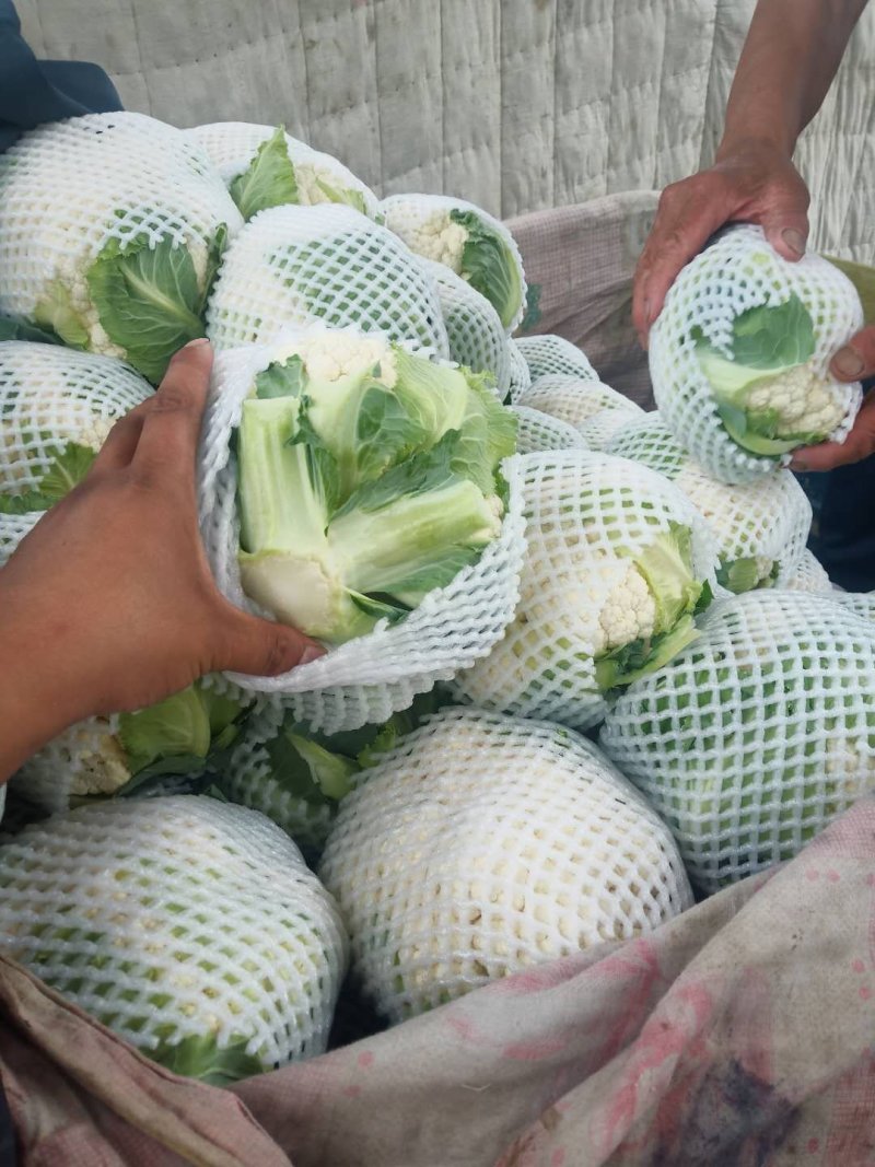 甘肃精品花菜大量上市产地直销，价格便宜欢迎前来选购
