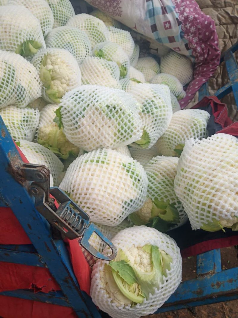 甘肃精品花菜大量上市产地直销，价格便宜欢迎前来选购