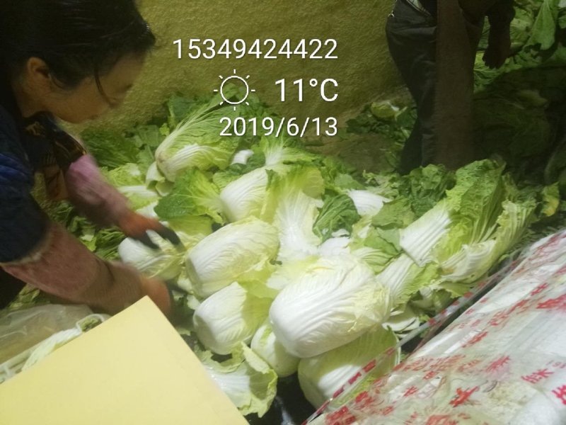 黄心白菜大量上市，质美价廉，欢迎全国客商前来选购