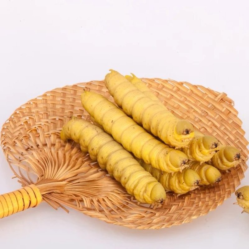 野生豆虫豆丹熟虫