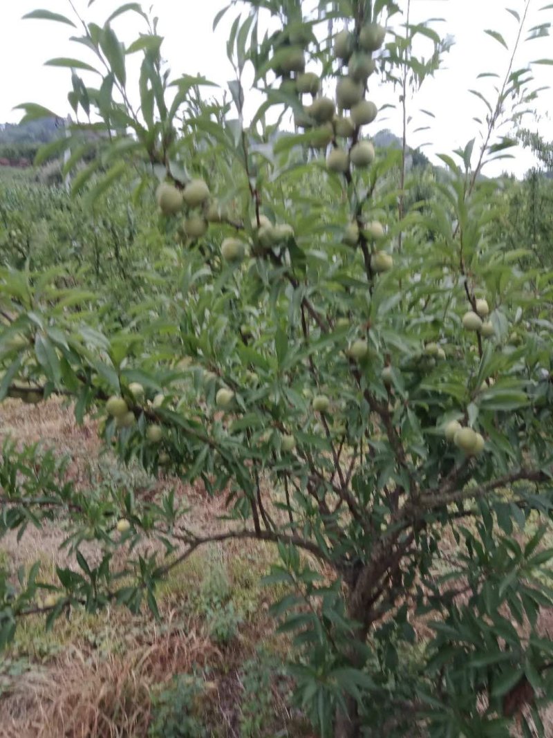 脱骨李