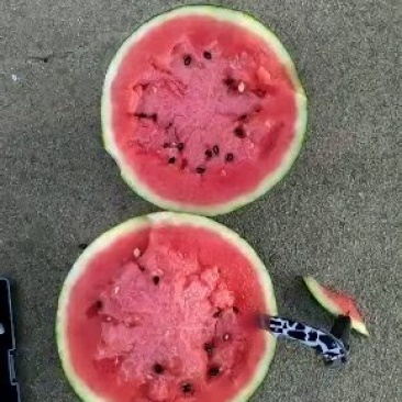西瓜