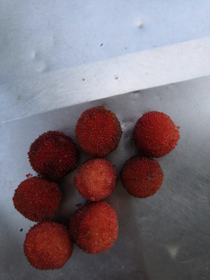 杨梅，自然生长，酸甜有味