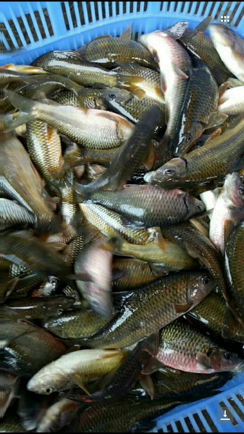 野生沙鳖、鳜鱼、石板条、刺鳅、
