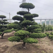 红豆杉盆景红豆杉造型树日本红豆杉地景树进口红豆杉大树