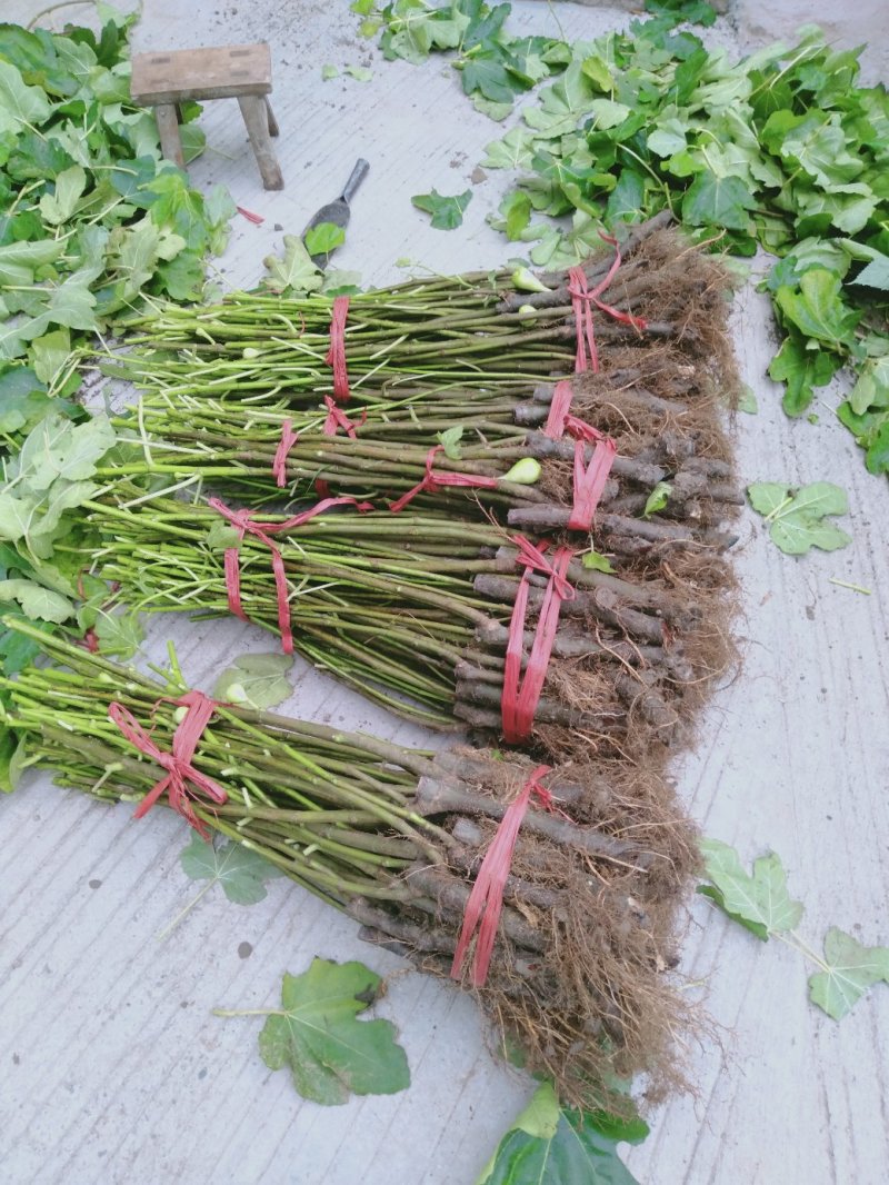 波姬红无花果苗，当年种植当年挂果。一叶一果。裸苗包邮