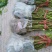 波姬红无花果苗,当年种植当年挂果。一叶一果。裸苗包邮