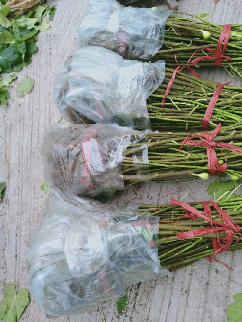 波姬红无花果苗，当年种植当年挂果。一叶一果。裸苗包邮