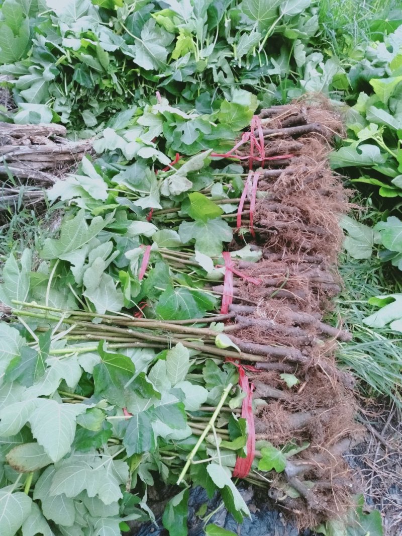 波姬红无花果苗，当年种植当年挂果。一叶一果。裸苗包邮