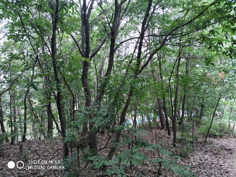 出售钟祥冷水228亩山林养殖场