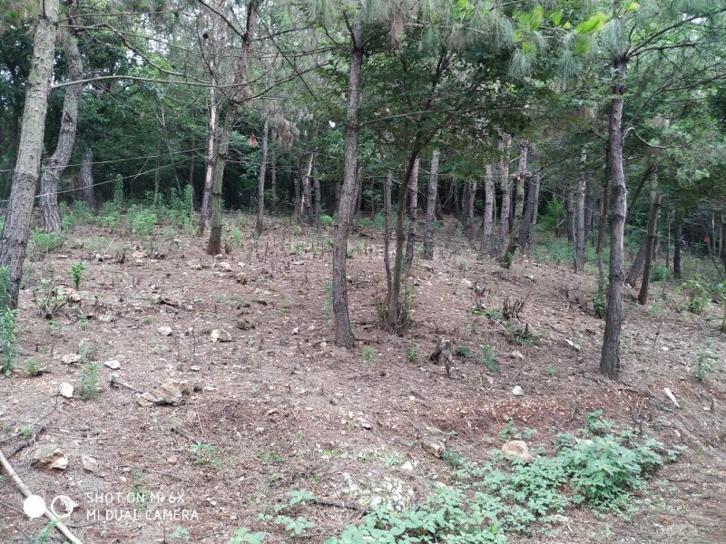 出售钟祥冷水228亩山林养殖场