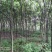 出售东宝子陵100亩苗木基地