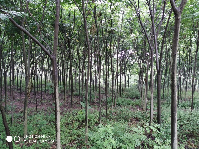 出售东宝子陵100亩苗木基地