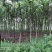 出售东宝子陵100亩苗木基地