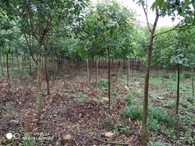出售东宝子陵100亩苗木基地