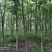 出售东宝子陵100亩苗木基地