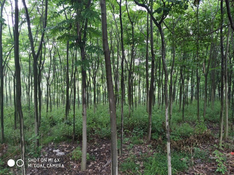 出售东宝子陵100亩苗木基地