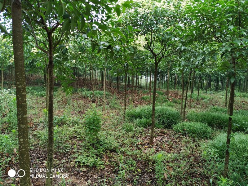 出售东宝子陵100亩苗木基地