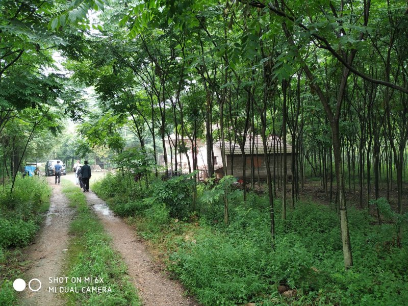 出售东宝子陵100亩苗木基地