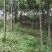 出售东宝子陵100亩苗木基地