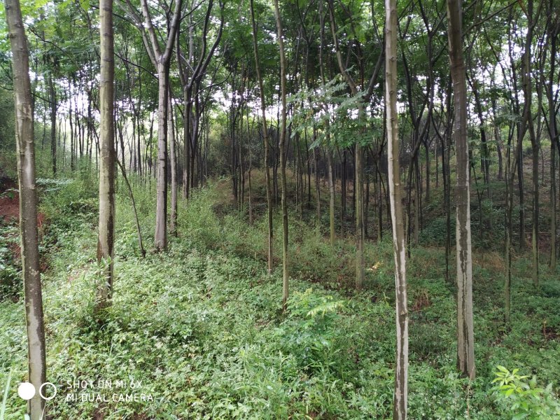 出售东宝子陵100亩苗木基地