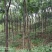 出售东宝子陵100亩苗木基地