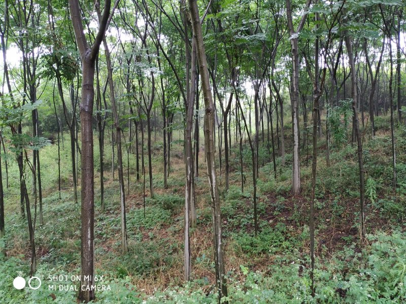 出售东宝子陵100亩苗木基地