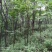 出售东宝子陵100亩苗木基地