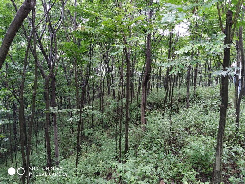 出售东宝子陵100亩苗木基地